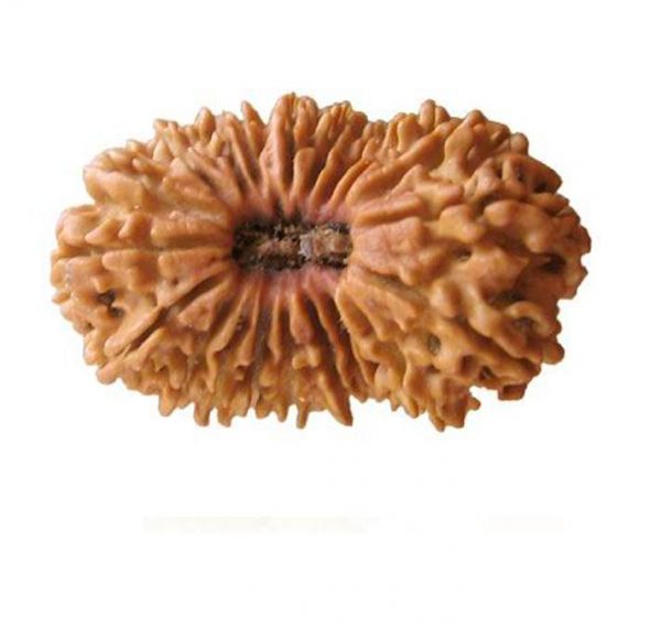 8 Mukhi Rudraksh